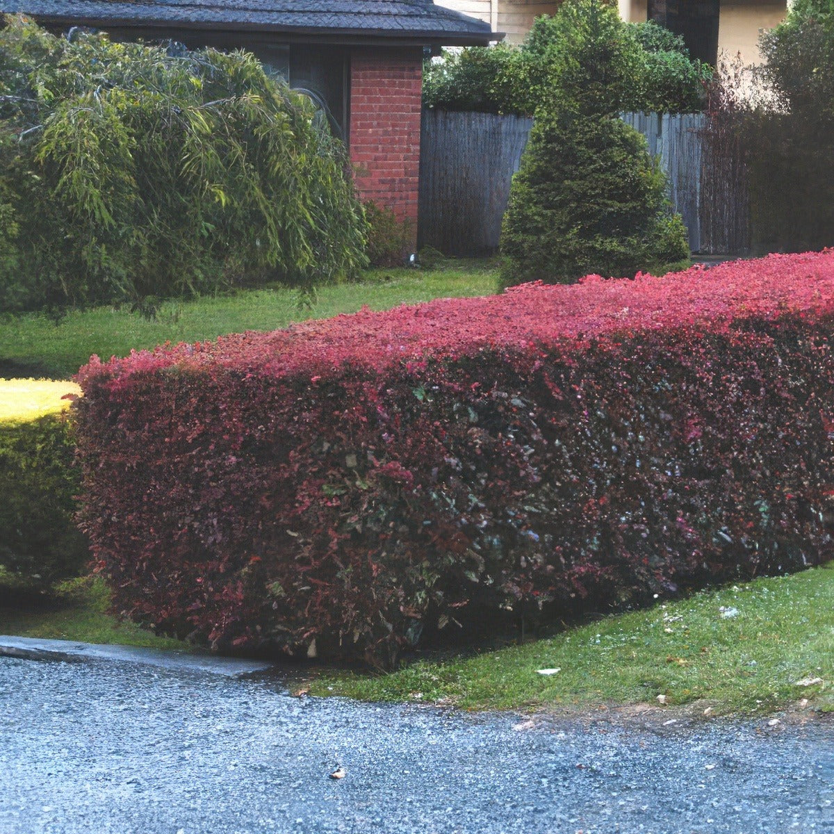 Photinia Hedge2013 - Garden Express Australia