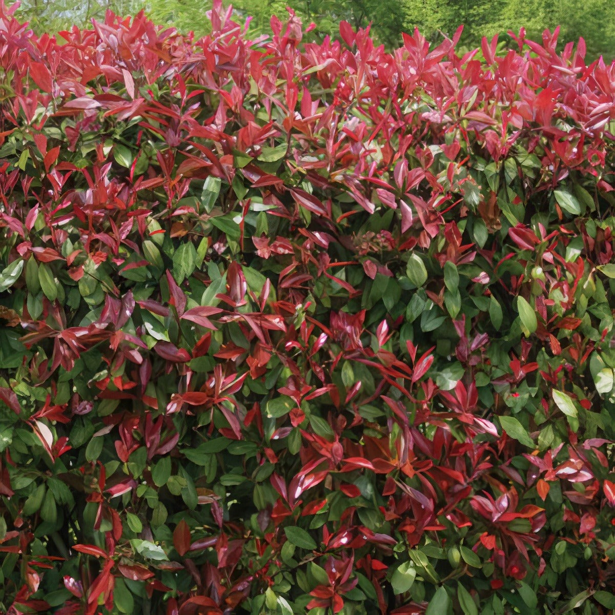 Photinia Red Robin 50mm Pot