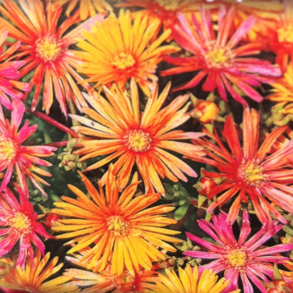 Pig Face Candy Pink P68pfacpn - Garden Express Australia