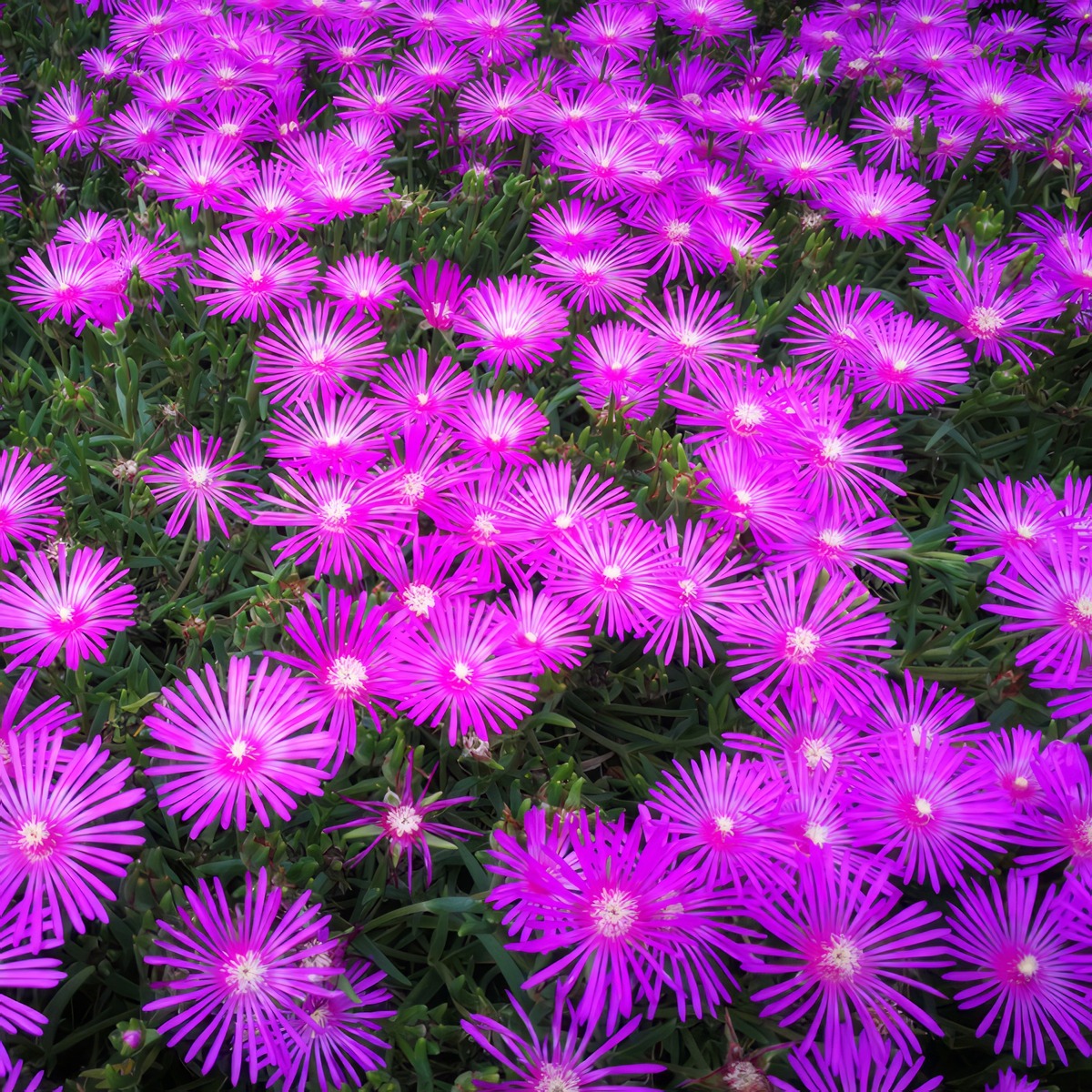 Pig Face Purple P68pfappl - Garden Express Australia