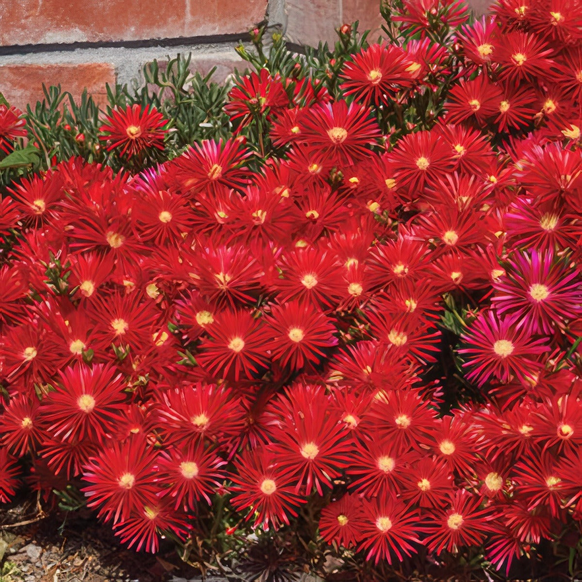 Pig Face Red - Garden Express Australia
