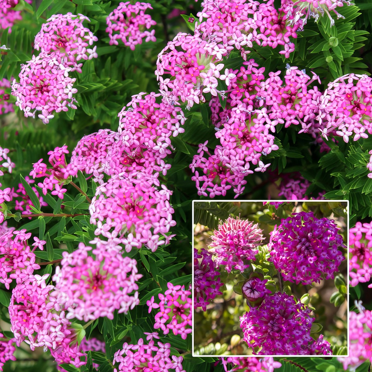 Pimelea Magenta Mist Lpopimmmi - Garden Express Australia