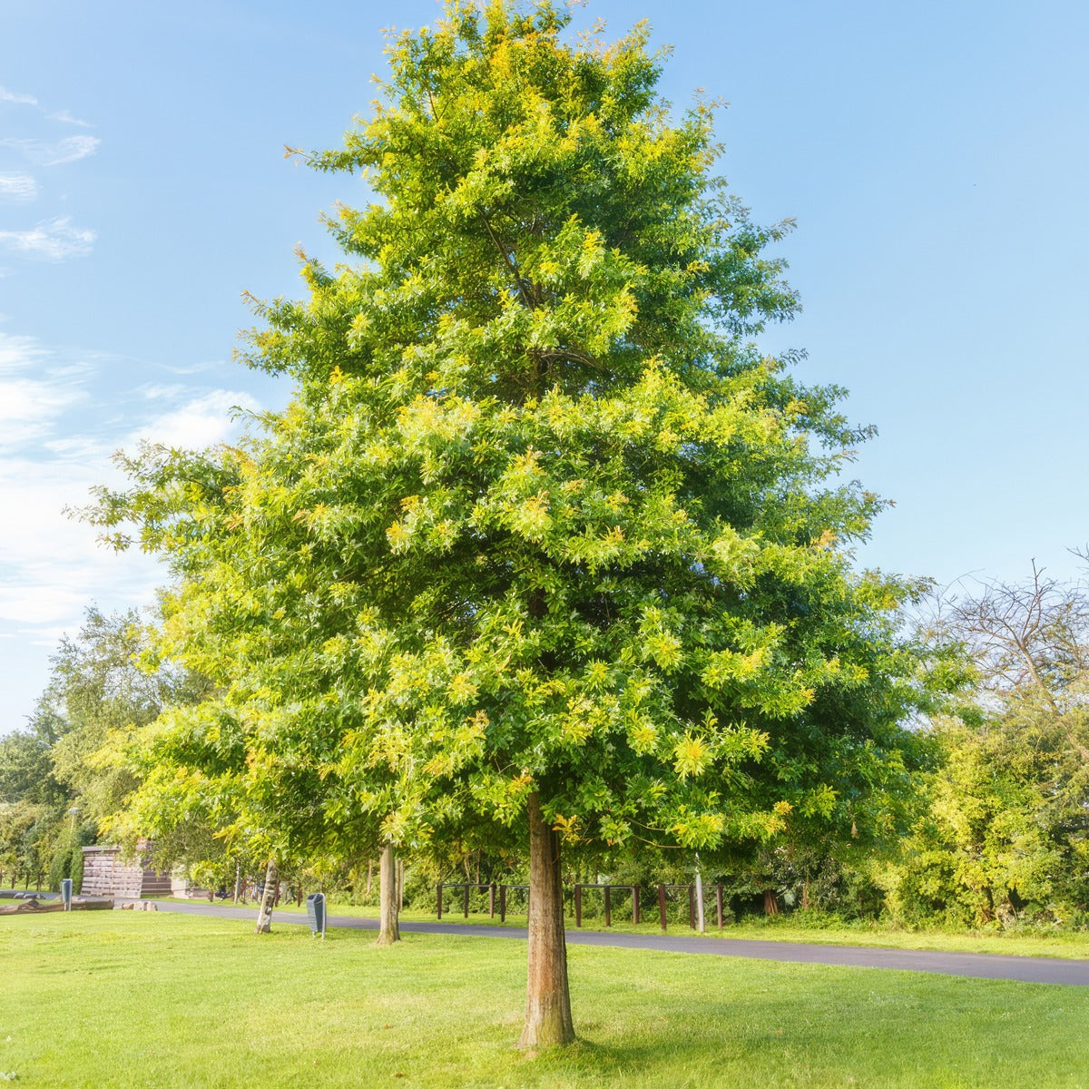 Pin Oak 25 Tsepinoak - Garden Express Australia