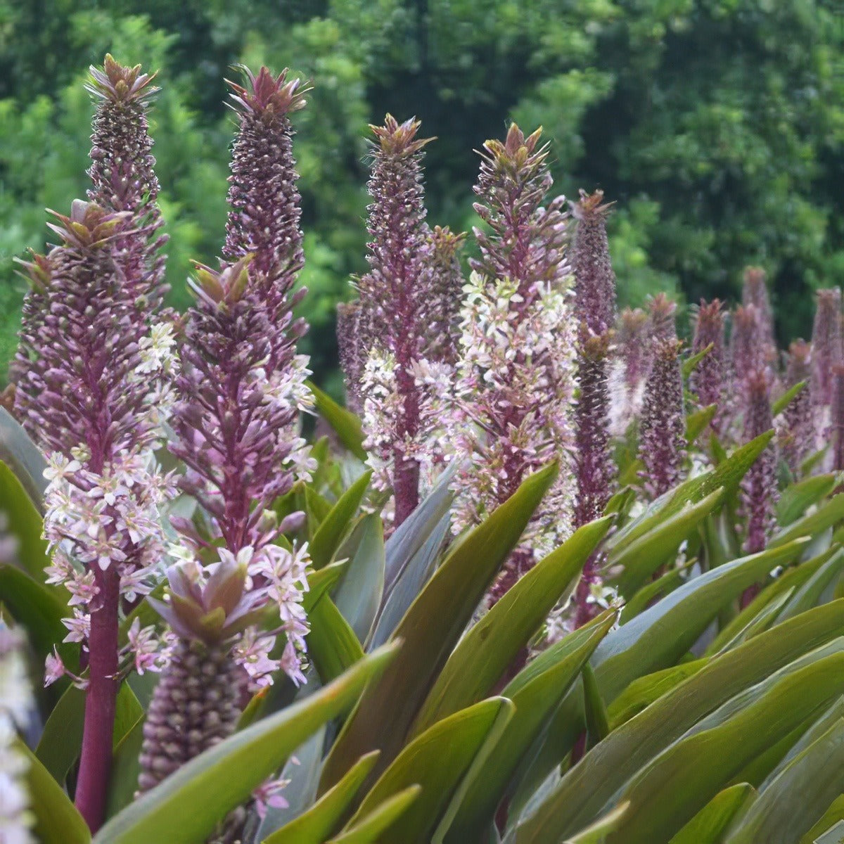 Pineapple Lily Sparkling Burgundy 13 - Garden Express Australia