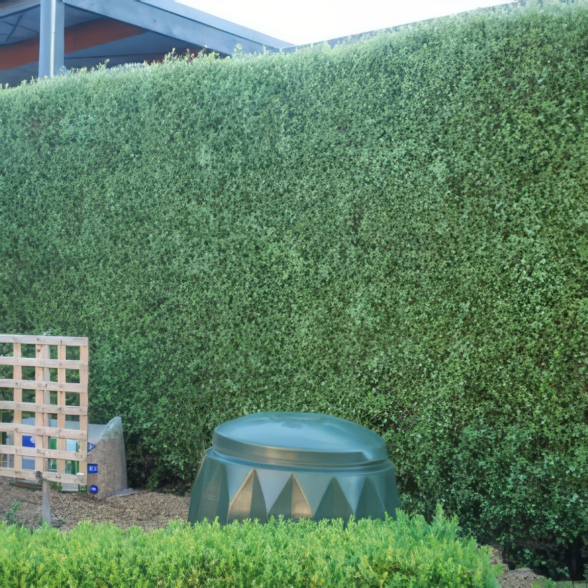 Pittosporum Silver Sheen Hedge 14 - Garden Express Australia