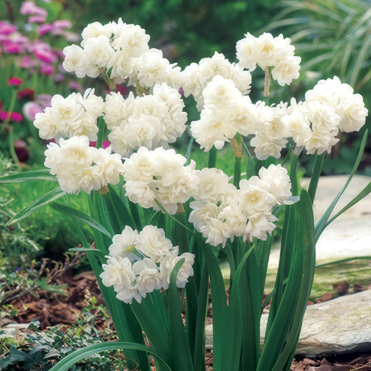 Jonquil Erlicheer 17 - Garden Express Australia
