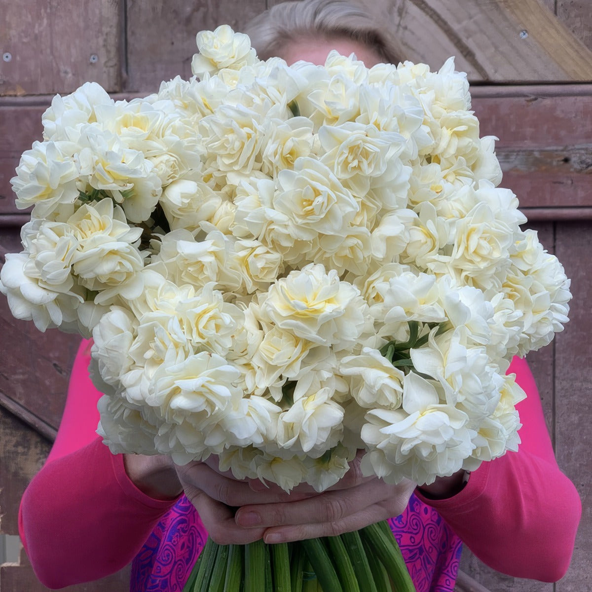 Jonquil Erlicheer Stock Pkpstjer 2026 - Garden Express Australia