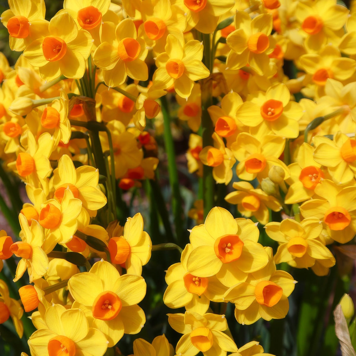 Jonquil Sol Dor Stock Pkpstjsd 2026 - Garden Express Australia