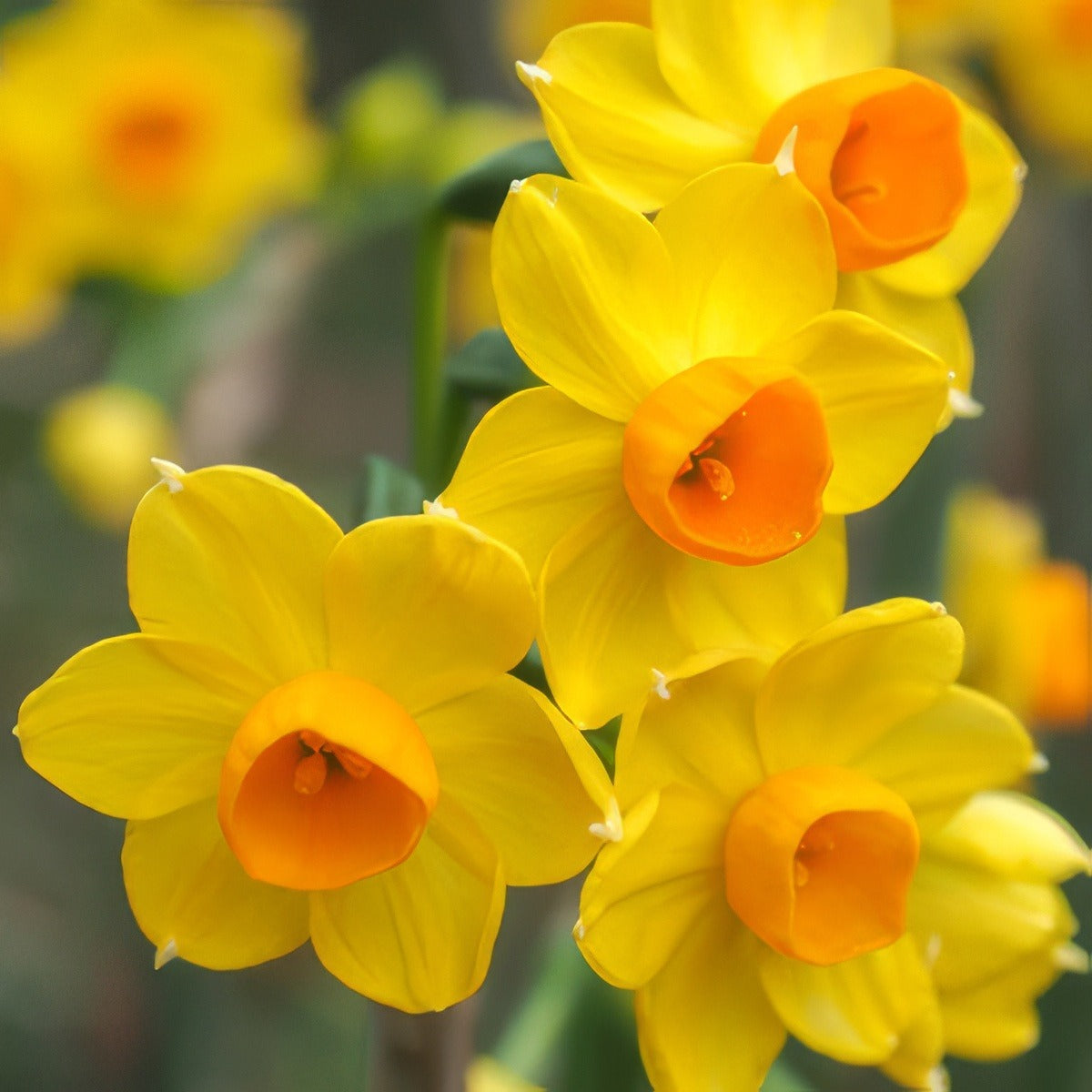 Jonquil Soleil Dor Pkjonsdo 2019 - Garden Express Australia