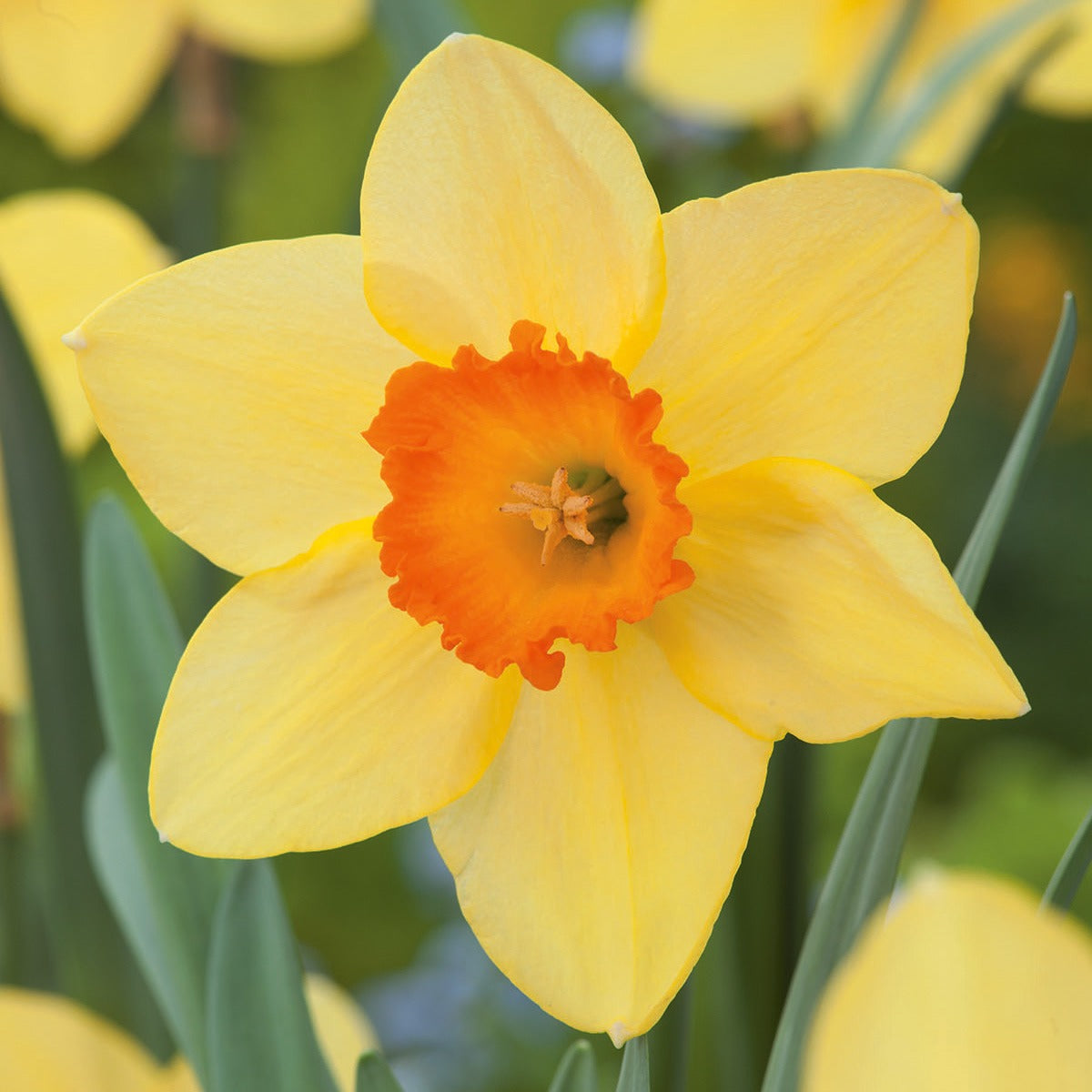 Daffodil Home Fires Pkdafhfi 2025 - Garden Express Australia
