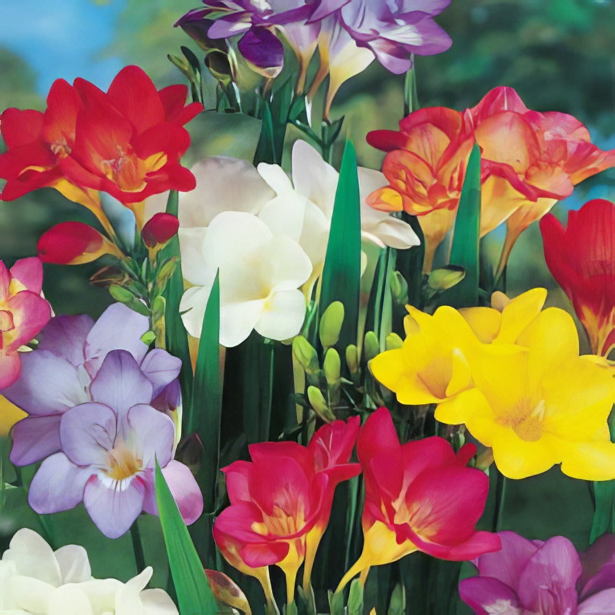 Freesia Mixed Macbird 03 - Garden Express Australia