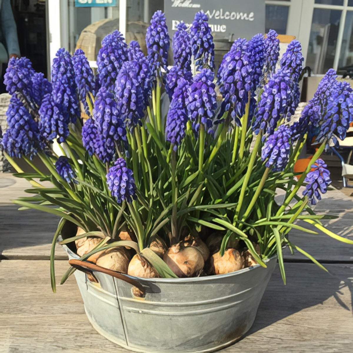 Muscari Armeniacum Keuk17 - Garden Express Australia