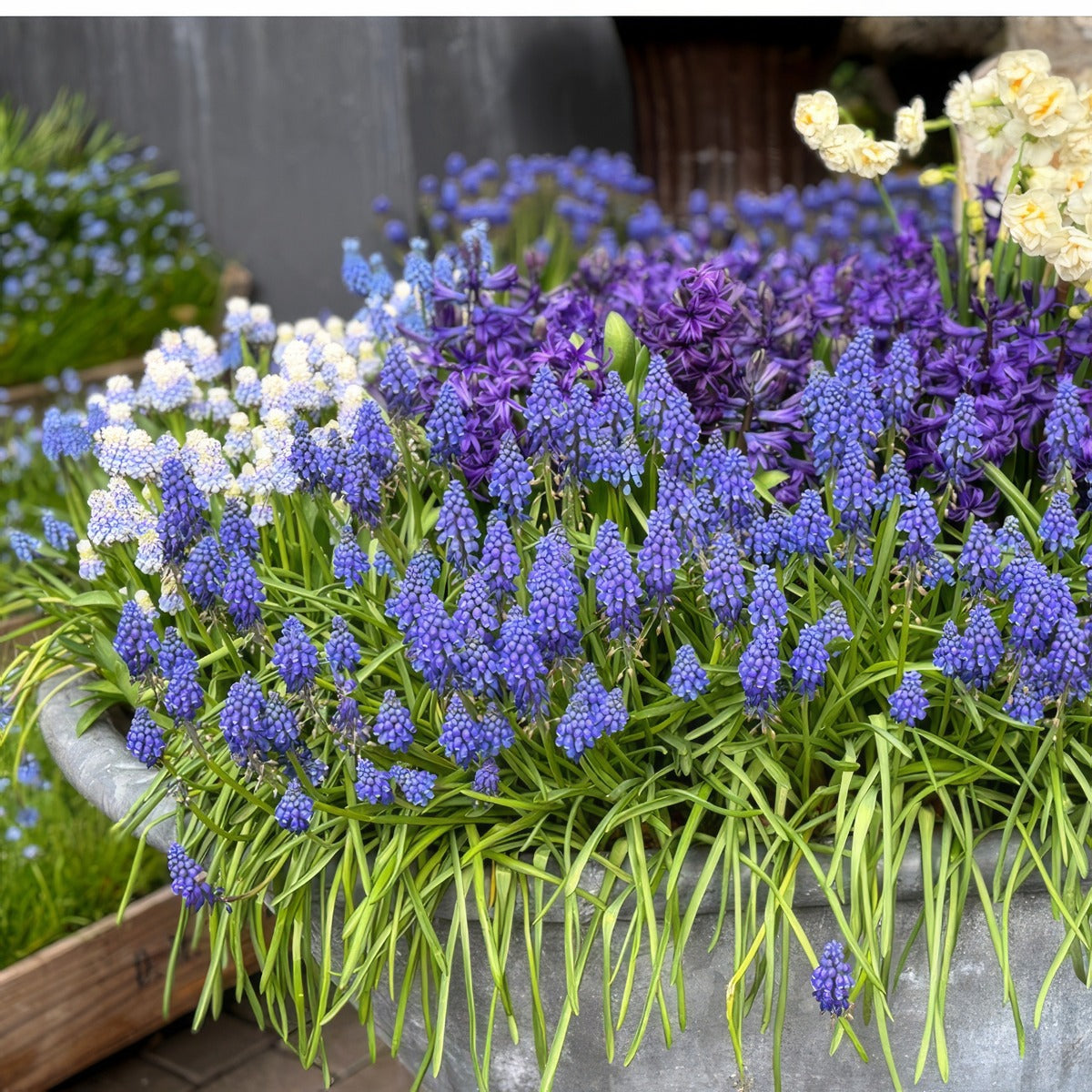 Muscari Armeniacum Stock Pkpstmus 2026 - Garden Express Australia