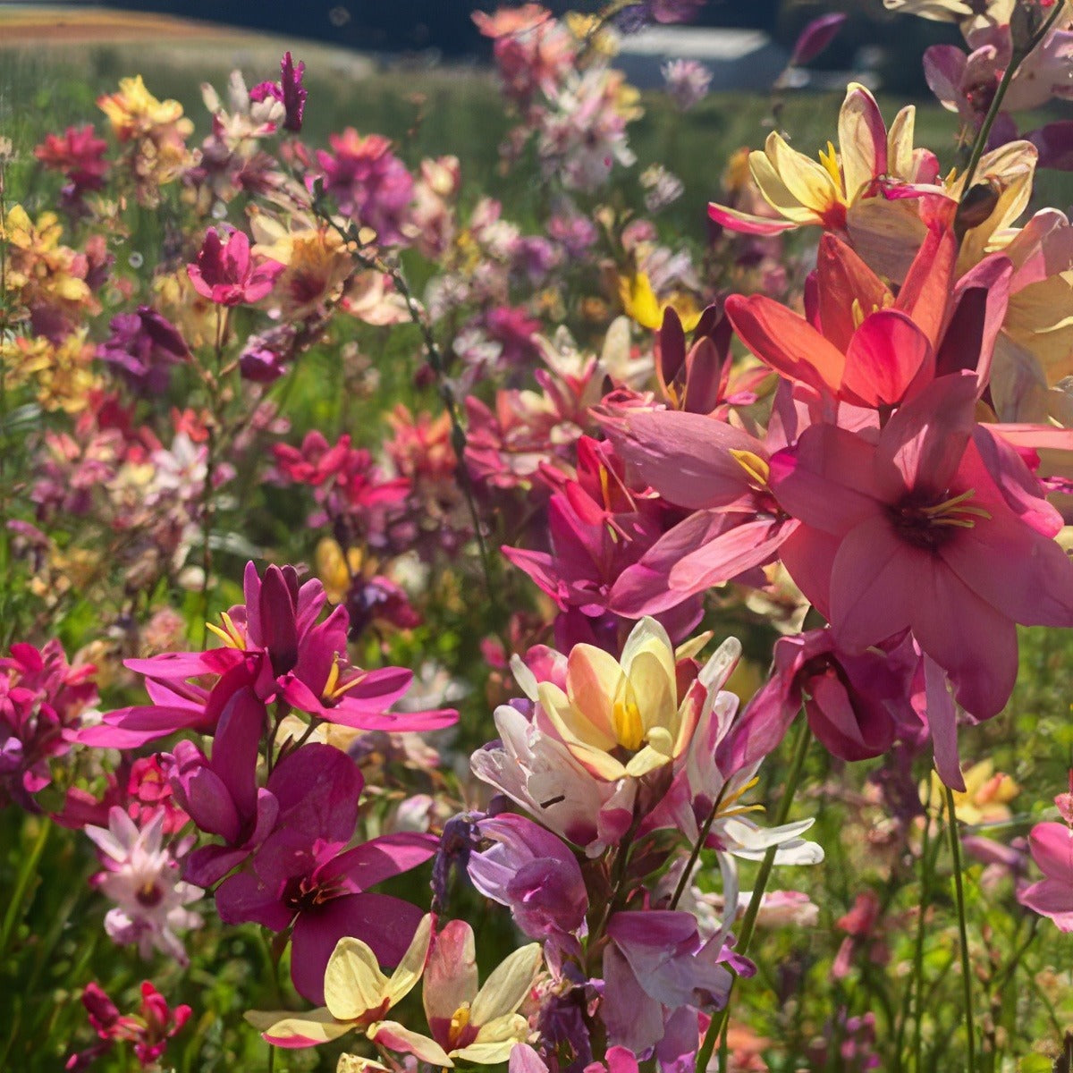 Ixia Mixed Farm Pkiximxd 2025 2 - Garden Express Australia