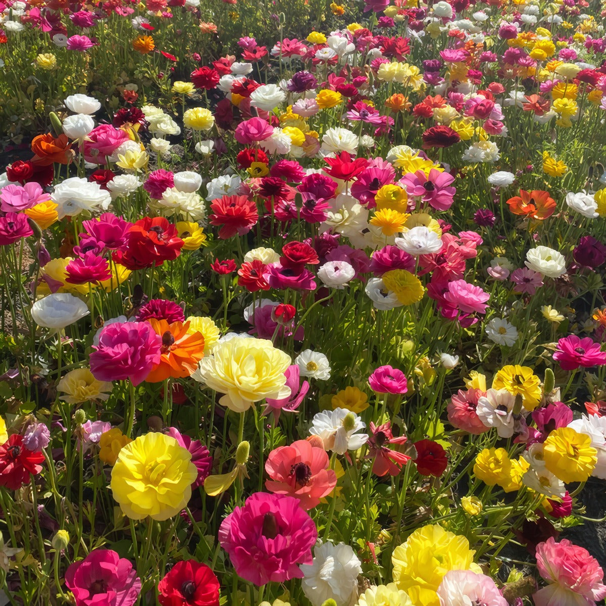 Ranunculi Mixed Stock Pkpstrmx 2026 - Garden Express Australia