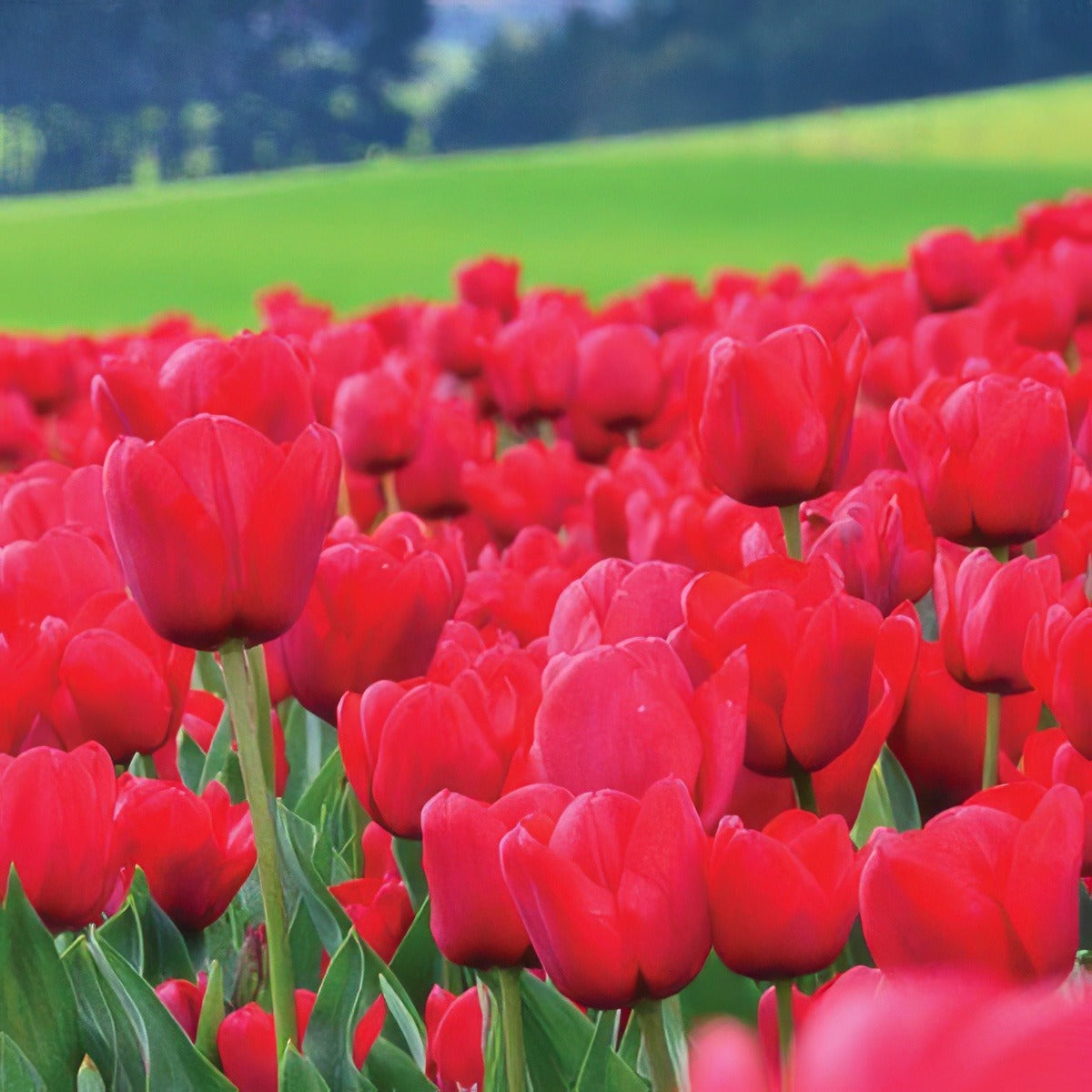 Tulip Ile De France Pktulidf 2020 - Garden Express Australia