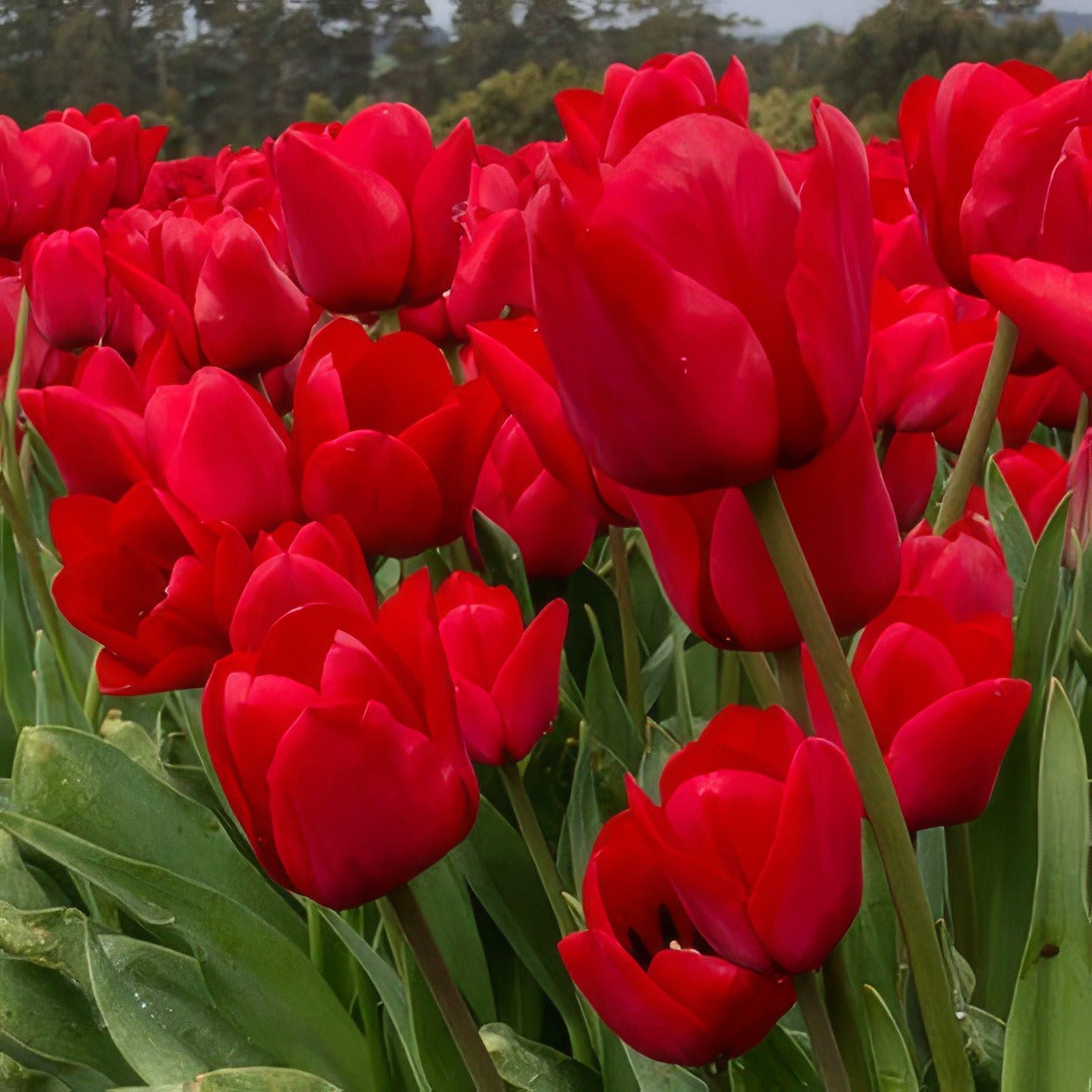 Tulip Ile De France Pktulidf 2021 - Garden Express Australia