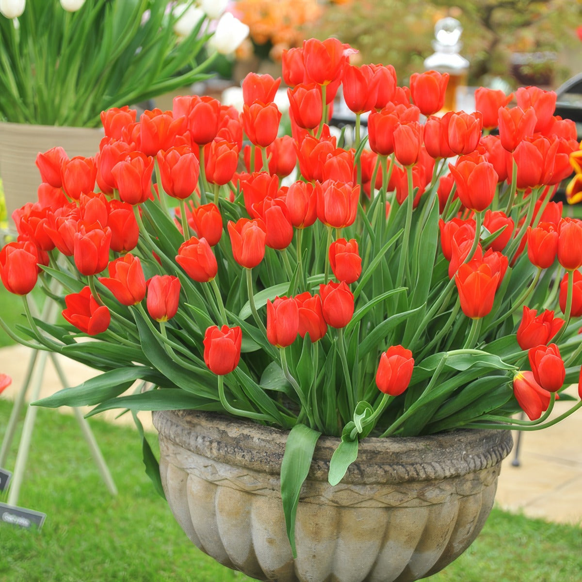 Tulip Kingsblood 2 Pktulkin 2026 - Garden Express Australia