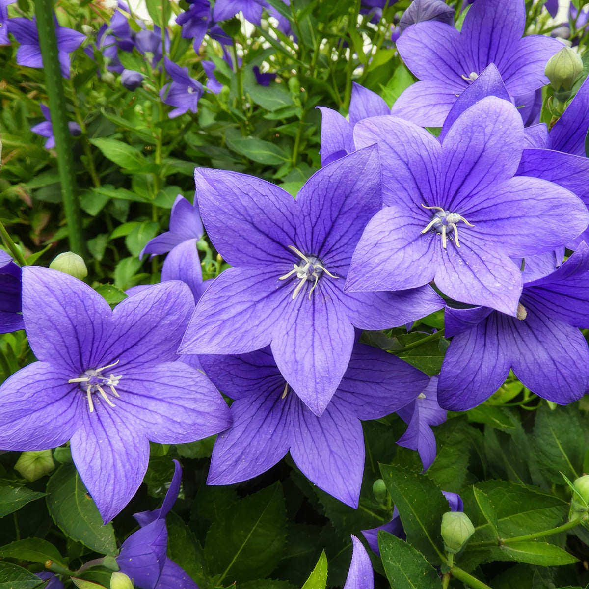 Platycodon Balloon Flower Sentimental Blue P68pbflsbl - Garden Express Australia