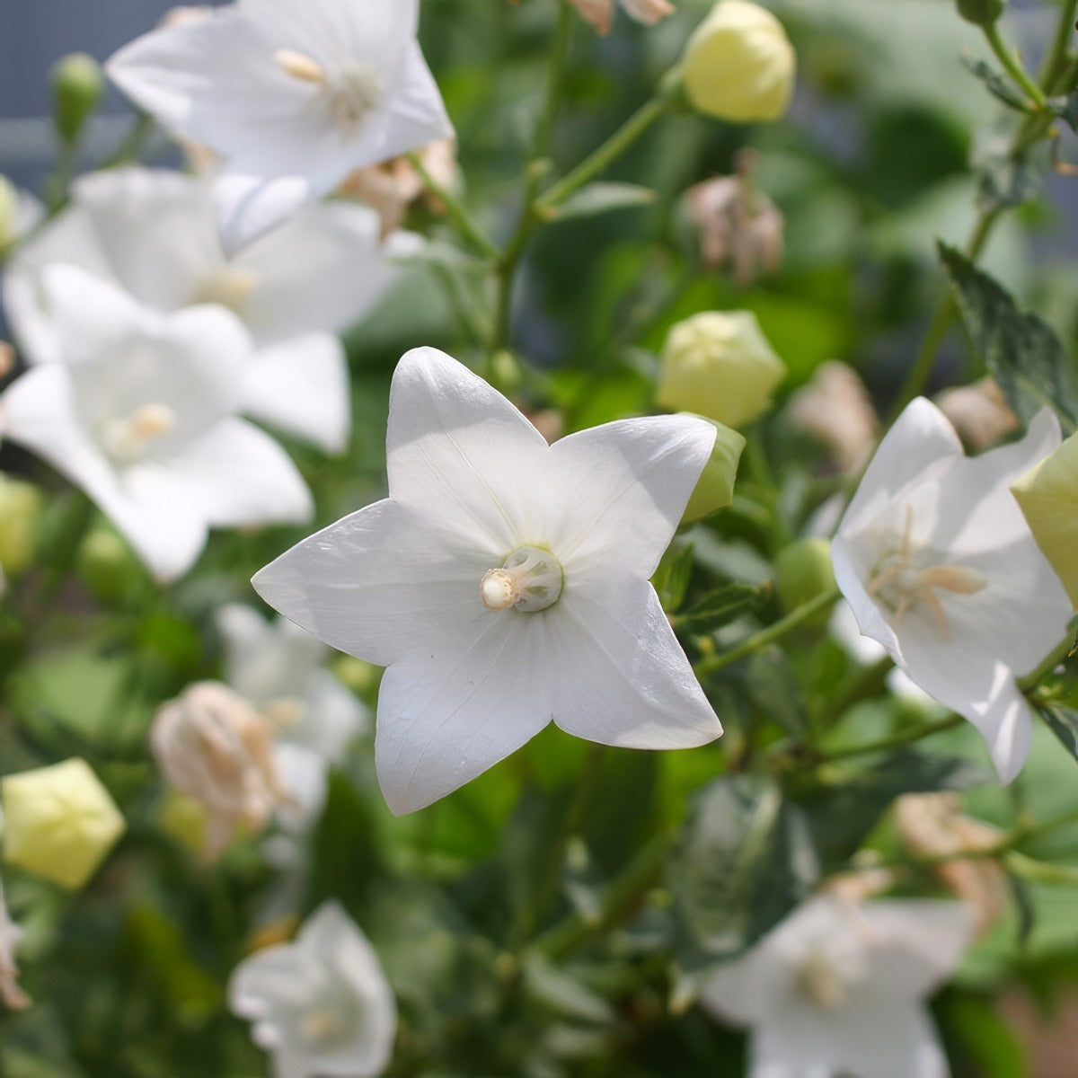 Platycodon Balloon Flower White P68pbflwh - Garden Express Australia