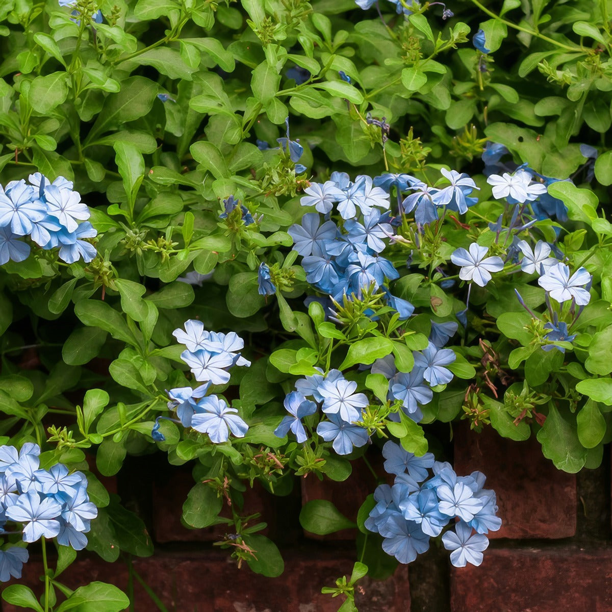 Plumbago Blue P68plublu - Garden Express Australia
