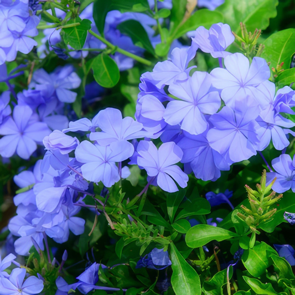 Plumbago Royal Cape - Garden Express Australia