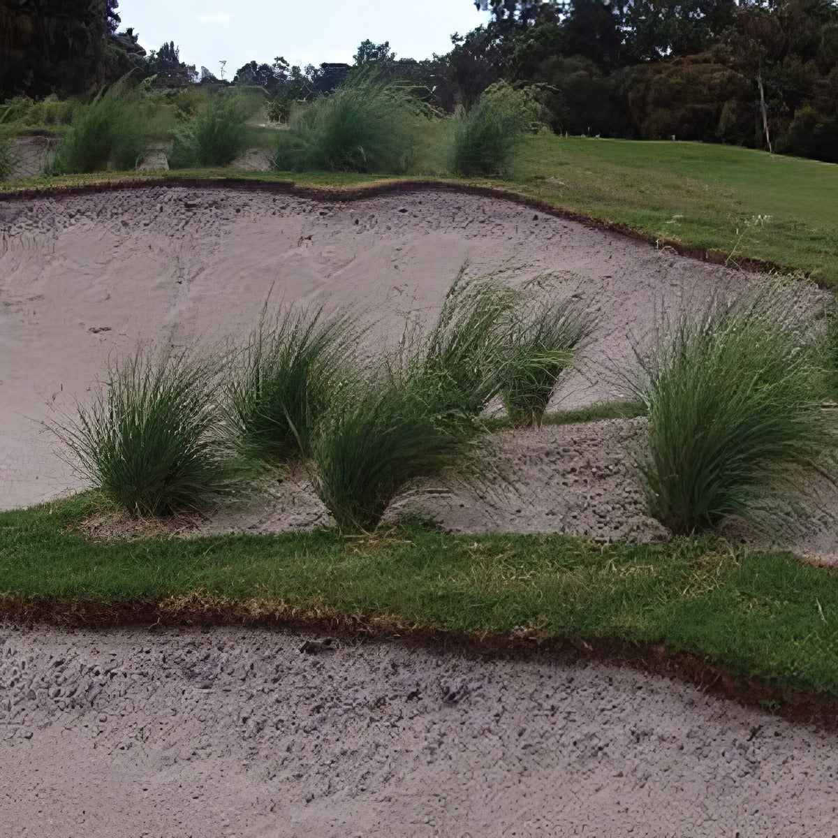 Poa Kingsdale 1 - Garden Express Australia