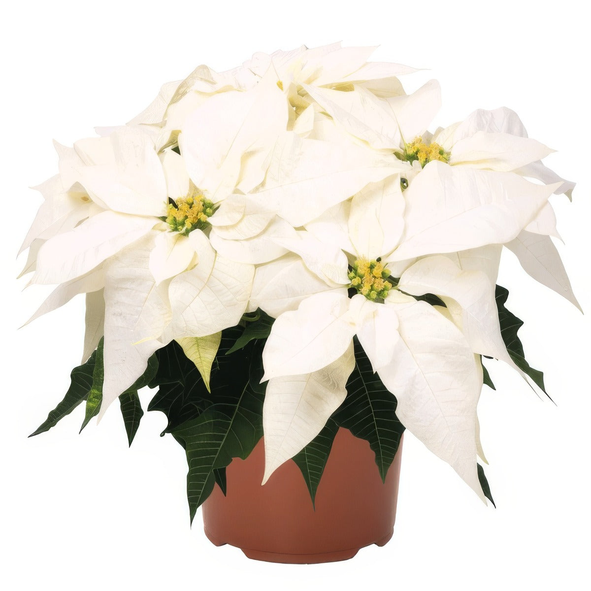 Poinsettia Frozen G1 - Garden Express Australia