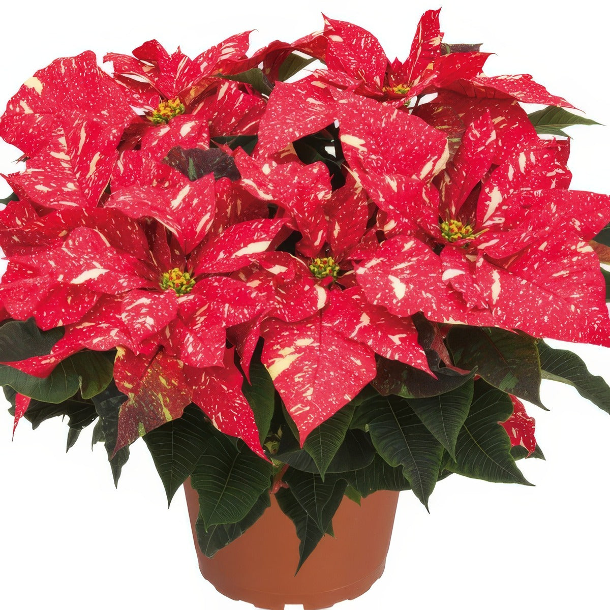 Poinsettia Primero Red Glitter G1 - Garden Express Australia