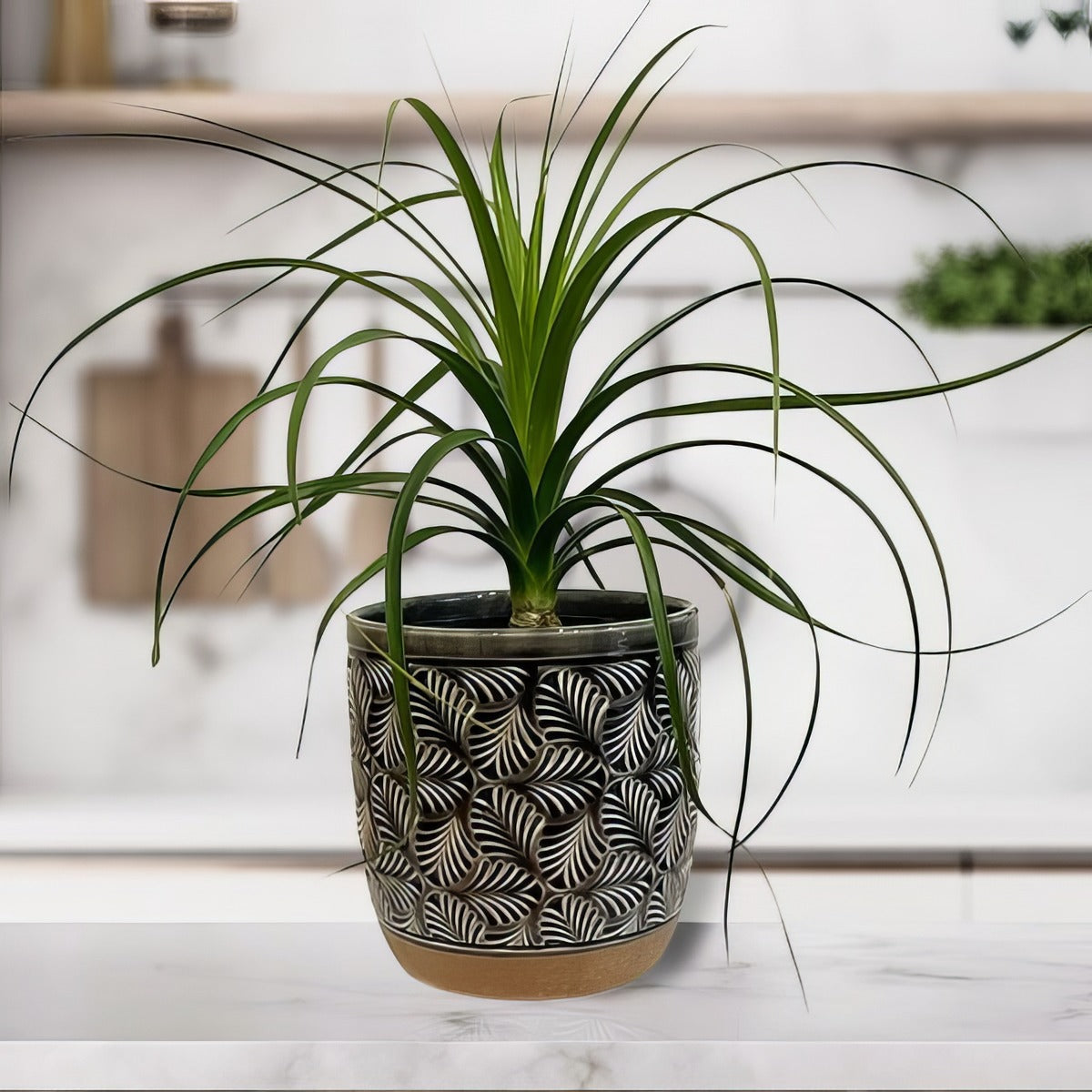 Ponytail Palm P14pontai - Garden Express Australia