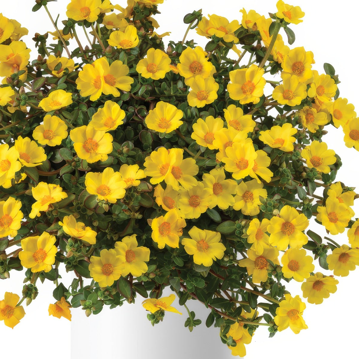 Portulaca Mega Pazzaz Gold P14porpgl - Garden Express Australia