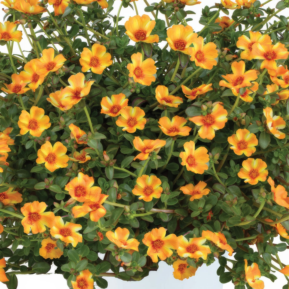 Portulaca Mega Pazzaz Mango Twist P14porpmt - Garden Express Australia