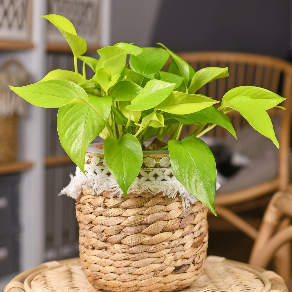 Pothos Goldilocks P10potgol - Garden Express Australia