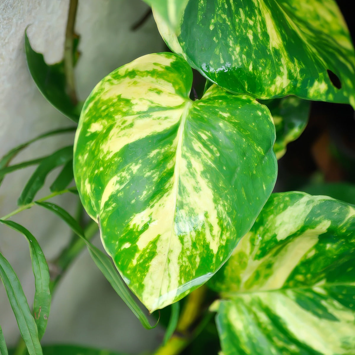 Pothos Variegated Devils Ivy - Garden Express Australia