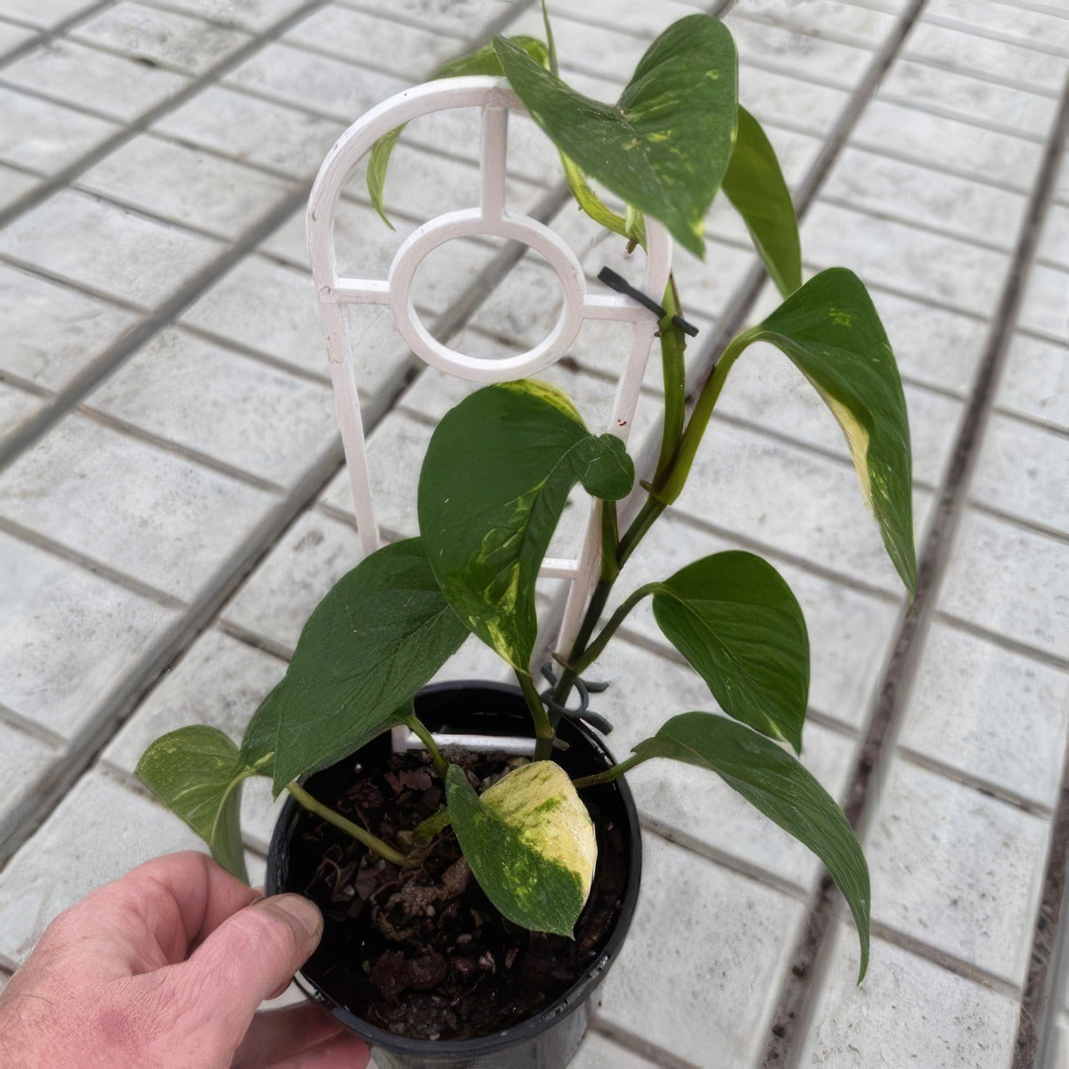 Pothos Variegated Devils Ivy - Garden Express Australia