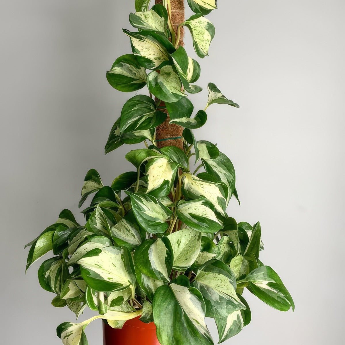 Pothos Manjula - Garden Express Australia