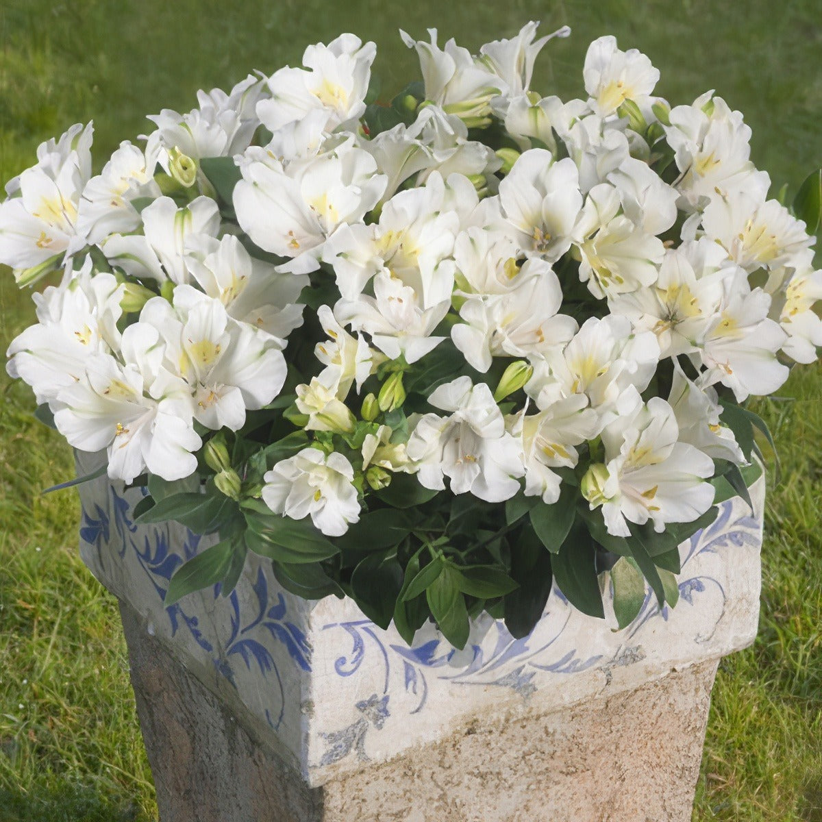 Alstroemeria Princess Lily Claire 2017 Pplplicla - Garden Express Australia
