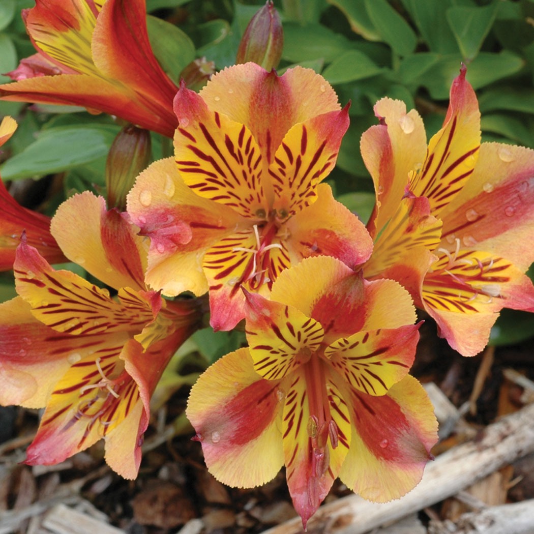 Princesslily Diana Bhplidia - Garden Express Australia