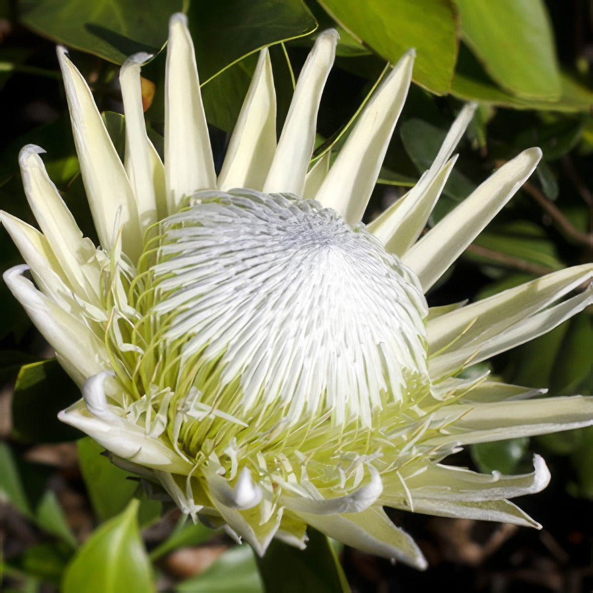 Protea Arctic Ice 15 - Garden Express Australia