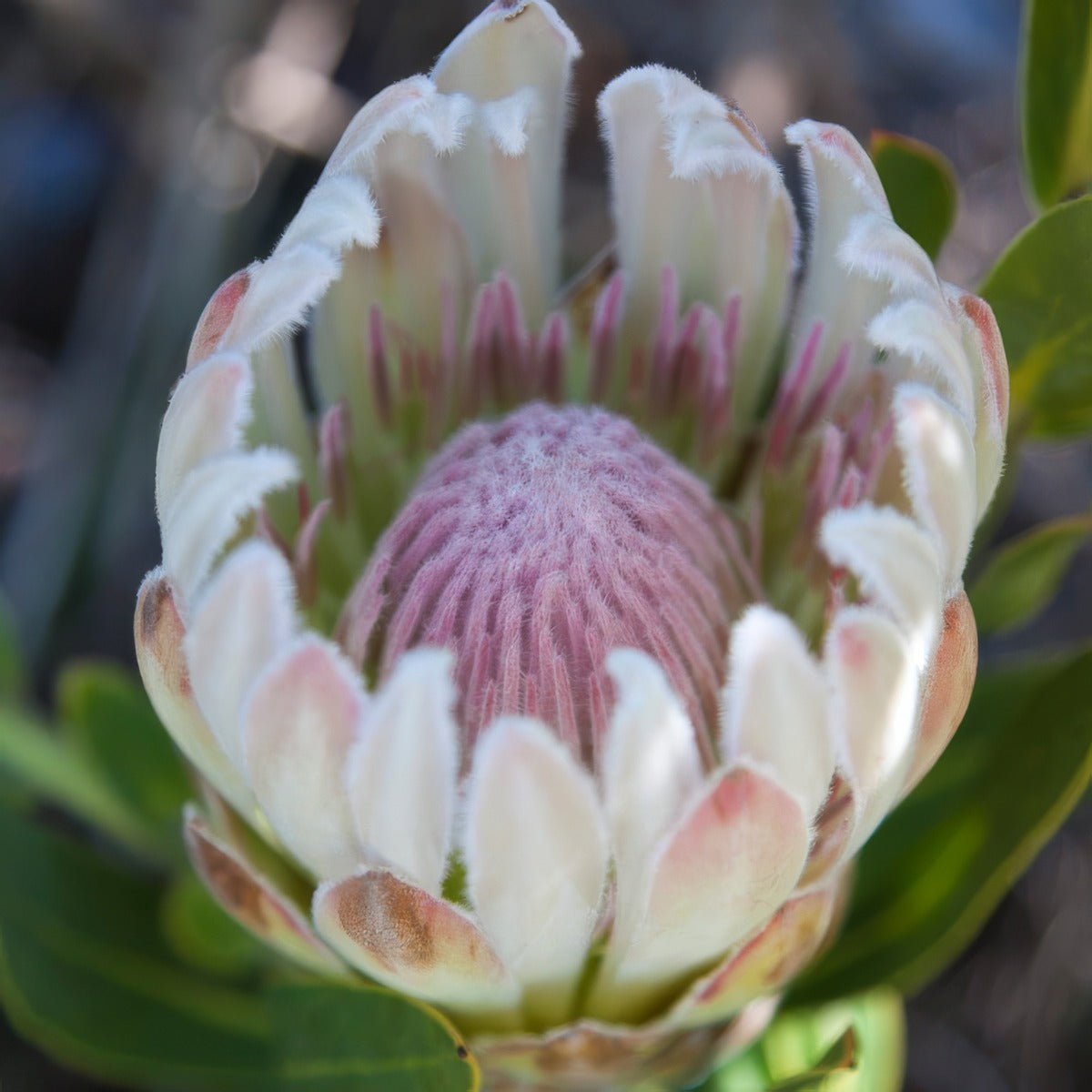 Protea Donna Flower - Garden Express Australia