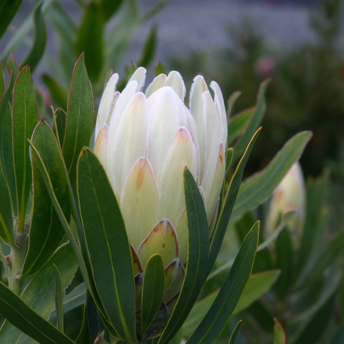 Pro Donna Protea 16 - Garden Express Australia