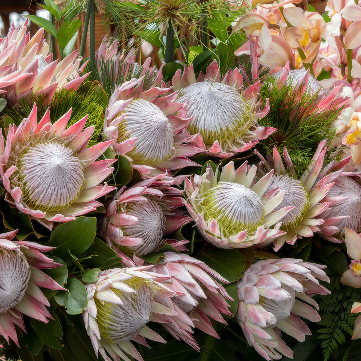 Protea King Pink P10prokpi - Garden Express Australia