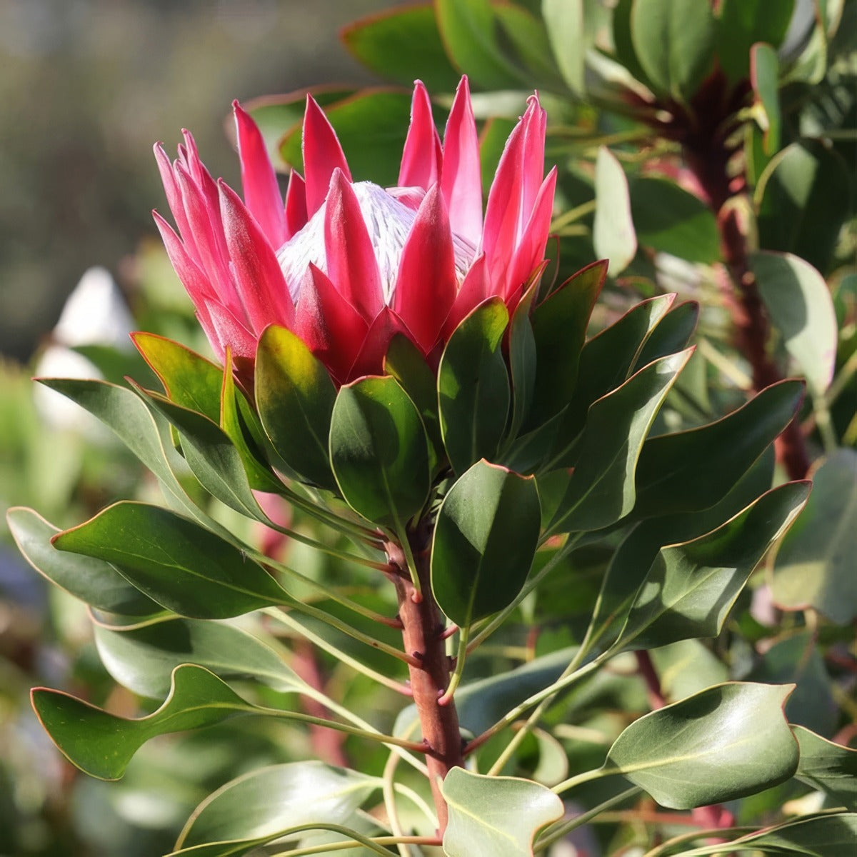 Protea Madiba 1 - Garden Express Australia