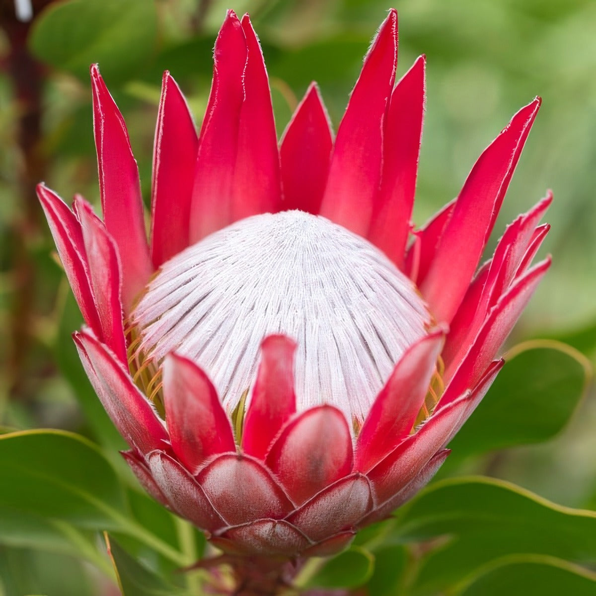 Protea Madiba - Garden Express Australia