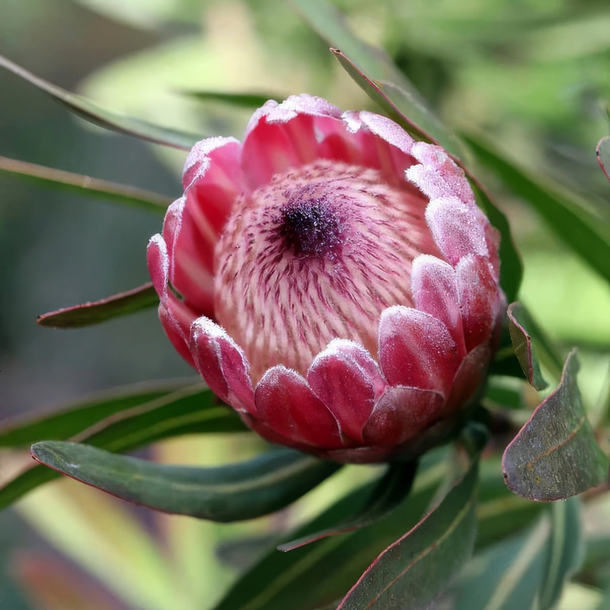Protea Pink Ice - Garden Express Australia