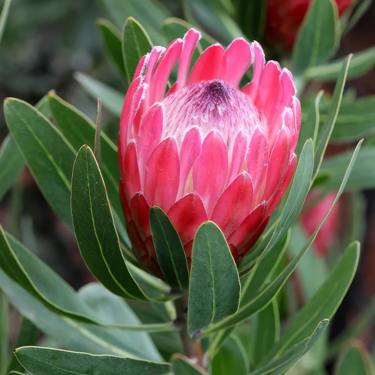 Protea Special Pink Ice 1 - Garden Express Australia