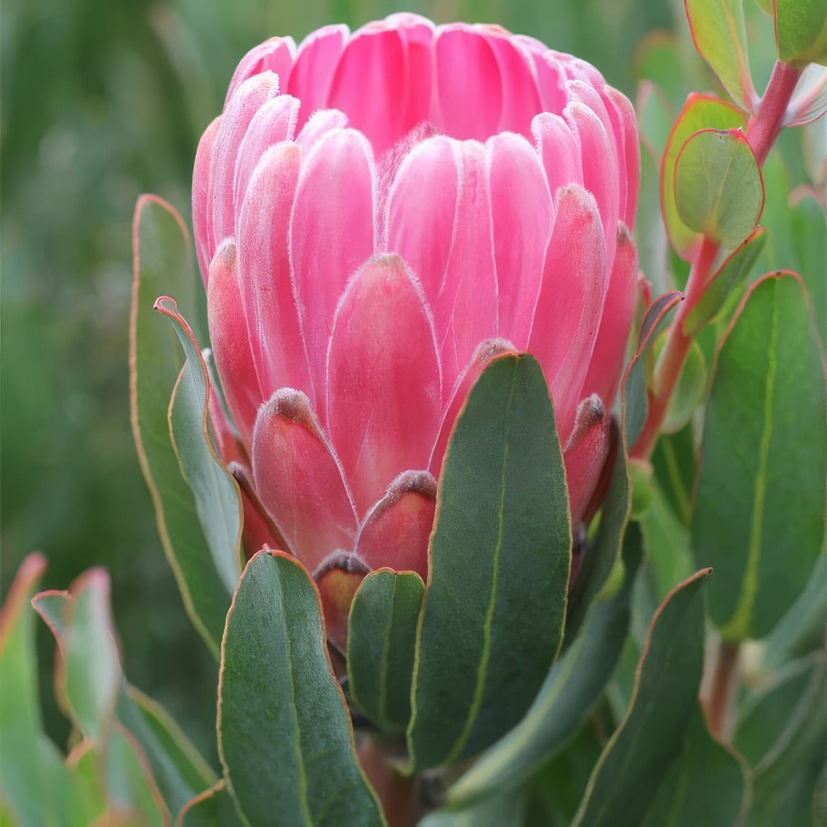 Protea Stately - Garden Express Australia