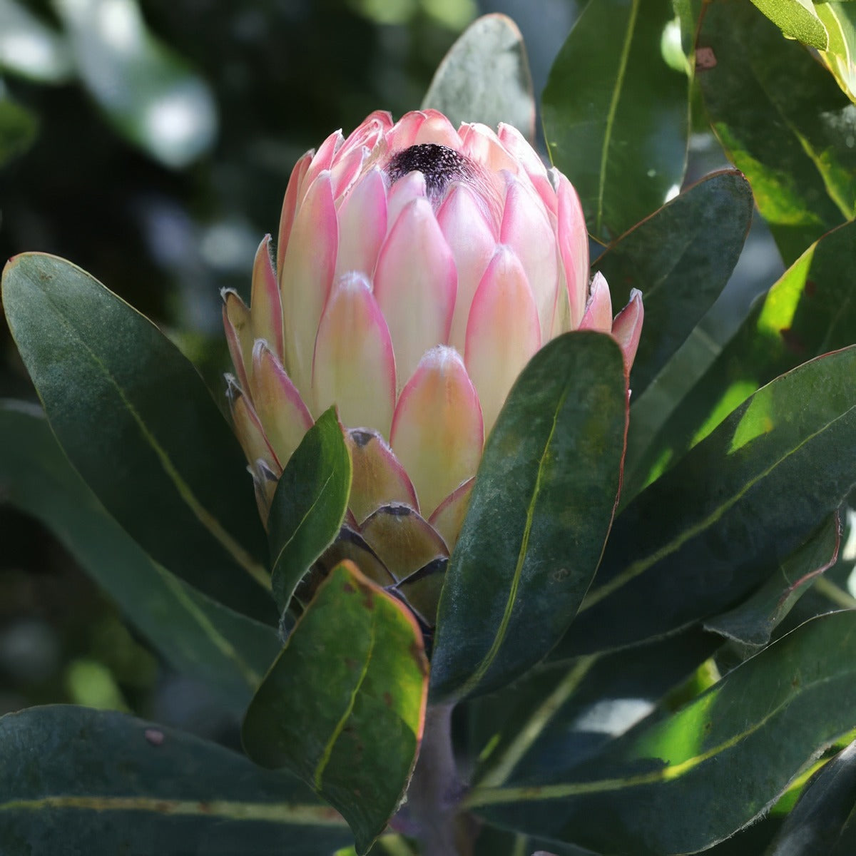 Protea Susara P10prosus - Garden Express Australia