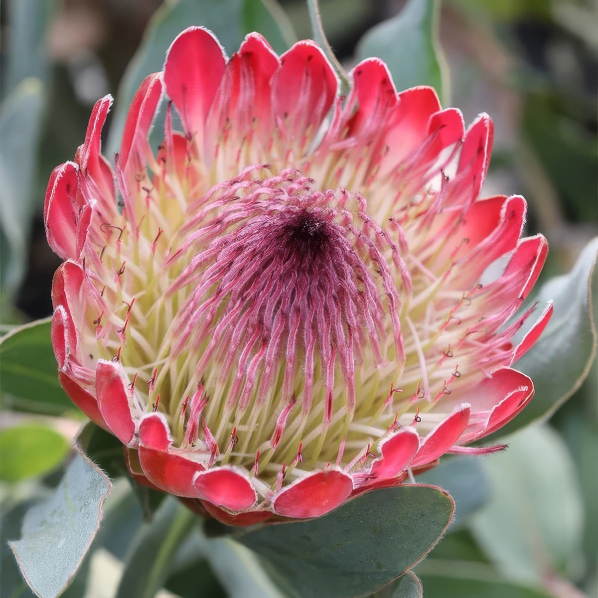 Protea Sylvia - Garden Express Australia