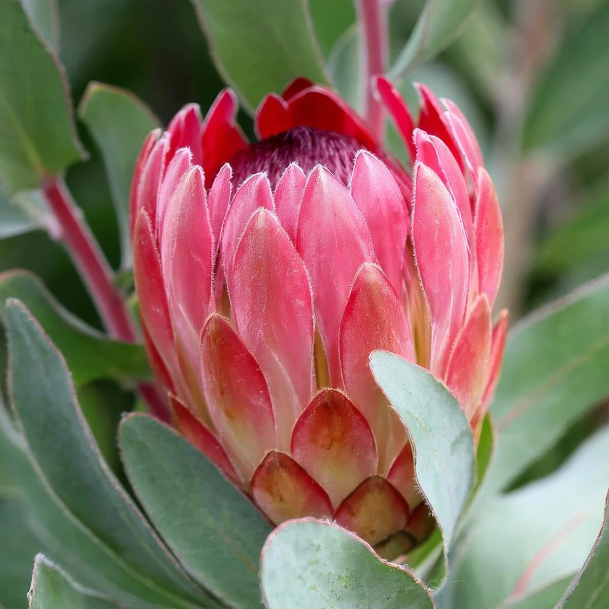 Protea Sylvia P10prosyl - Garden Express Australia